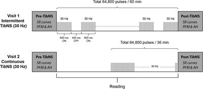 Effects of motor stimulation of the tibial nerve on corticospinal excitability of abductor hallucis and pelvic floor muscles